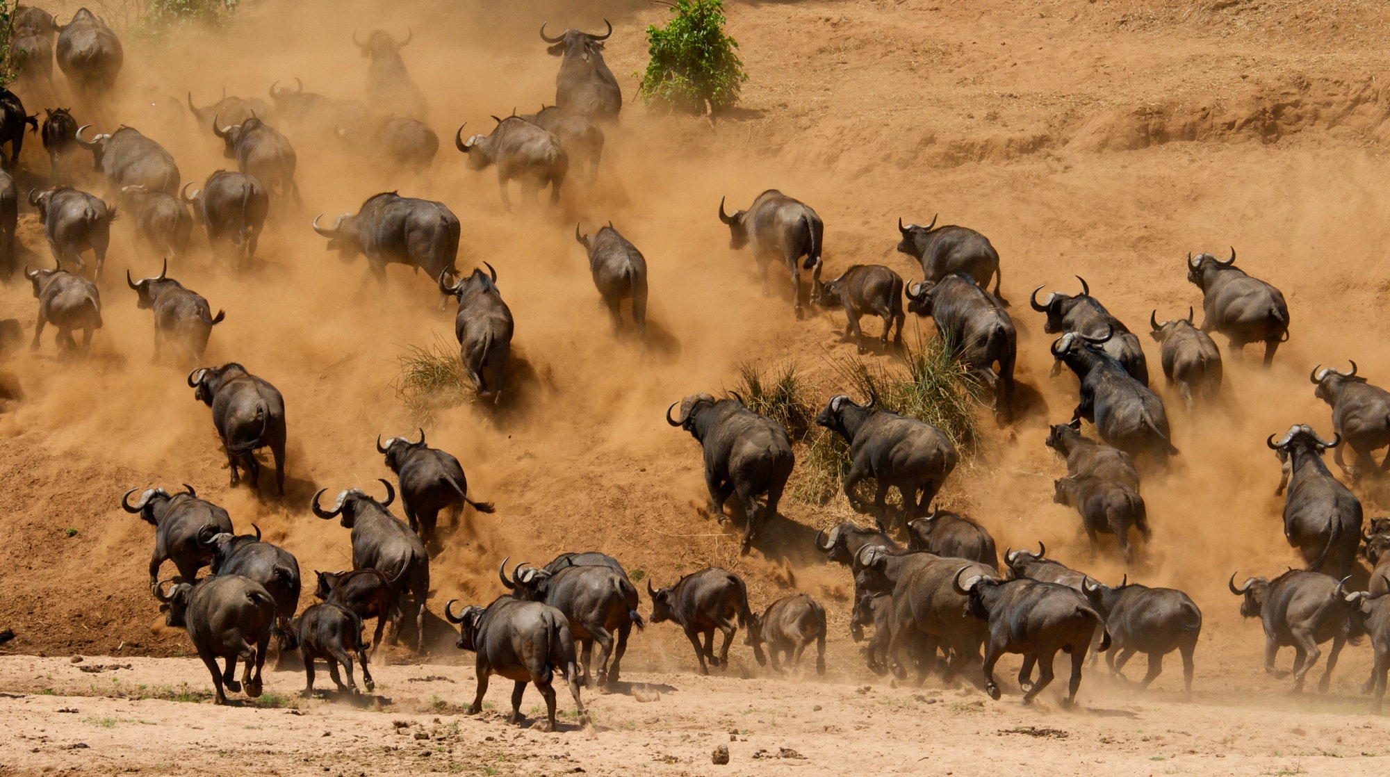 african cape buffalo, Africa