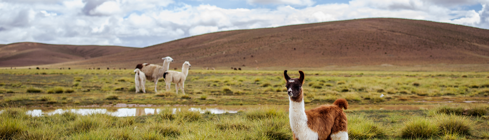 Lama eating grass on blue sky